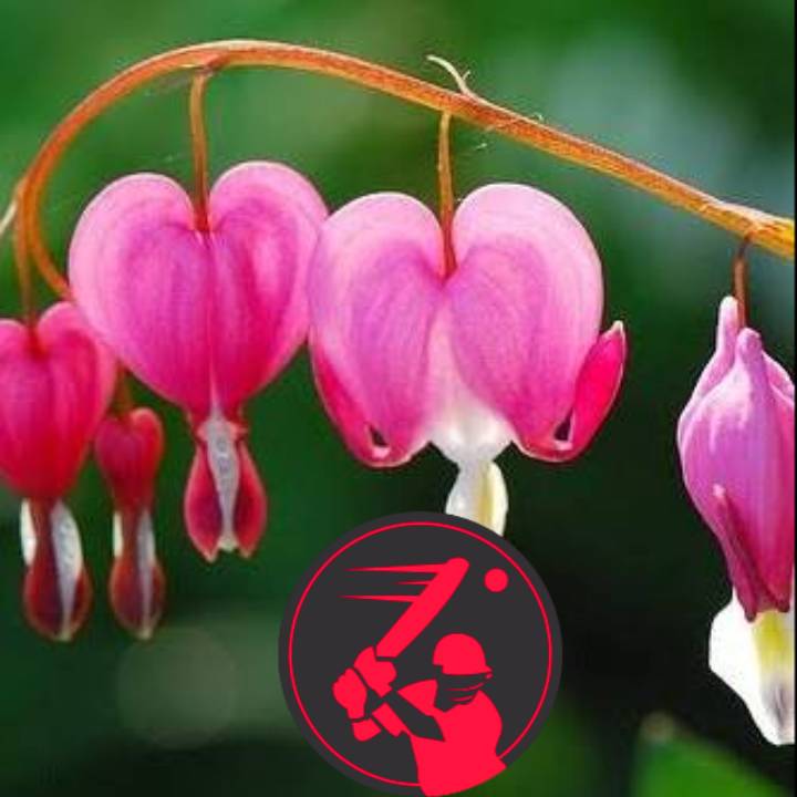 জান্নাতুল ফেরদৌস তিথি